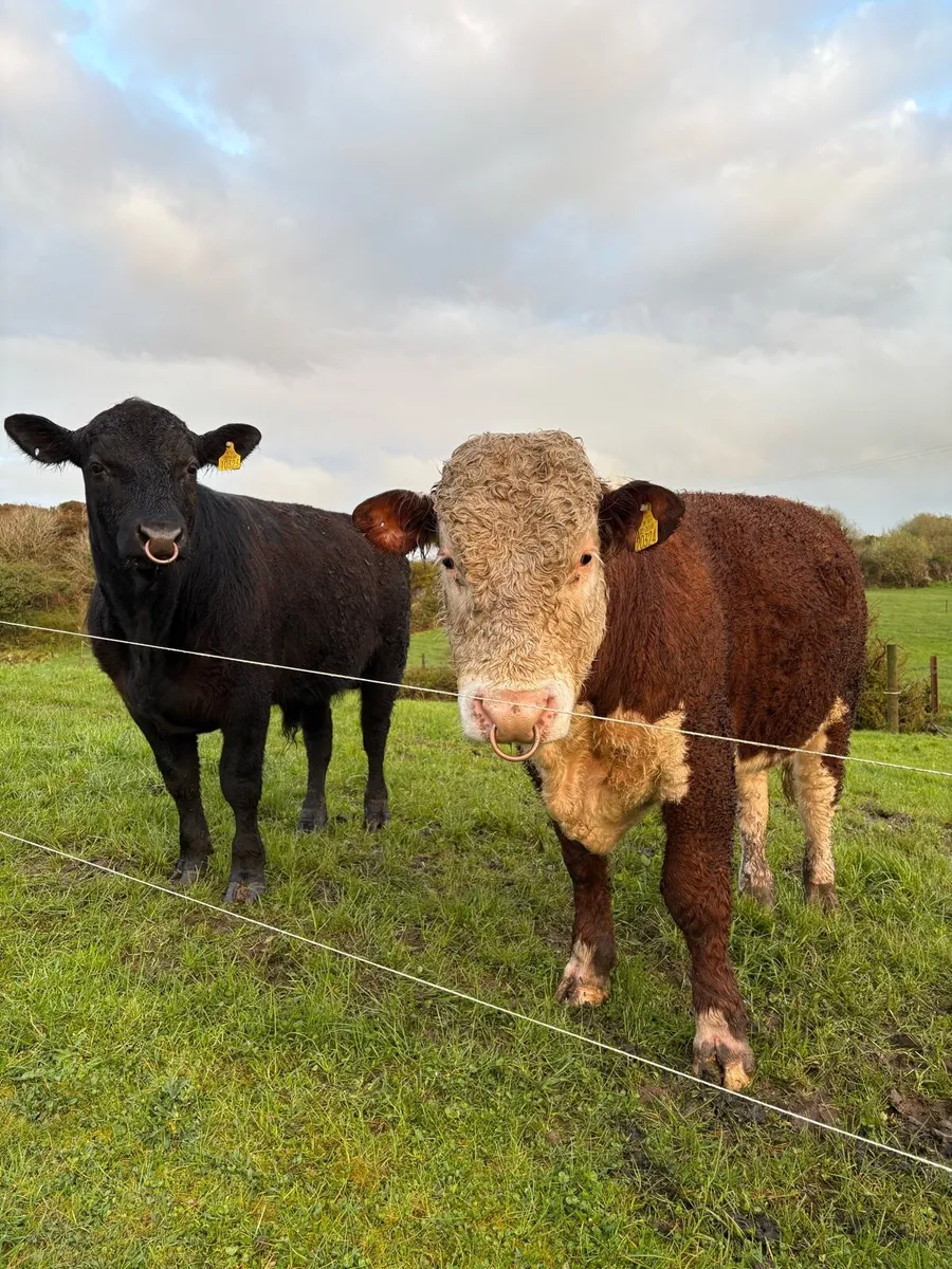 Pedigree angus and hereford bulls - Image 1