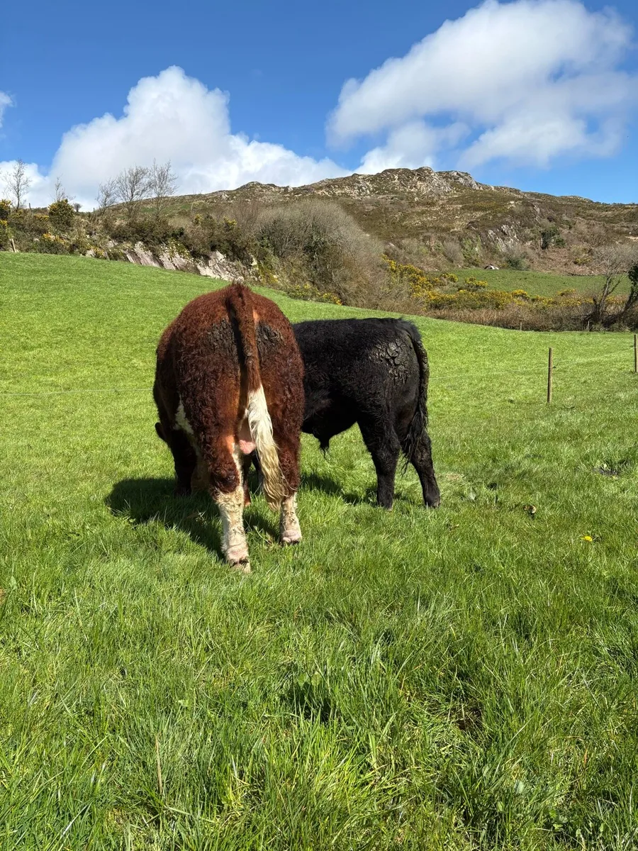Pedigree angus and hereford bulls - Image 2
