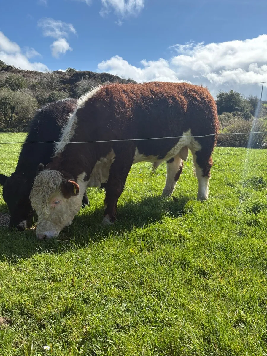 Pedigree angus and hereford bulls - Image 3