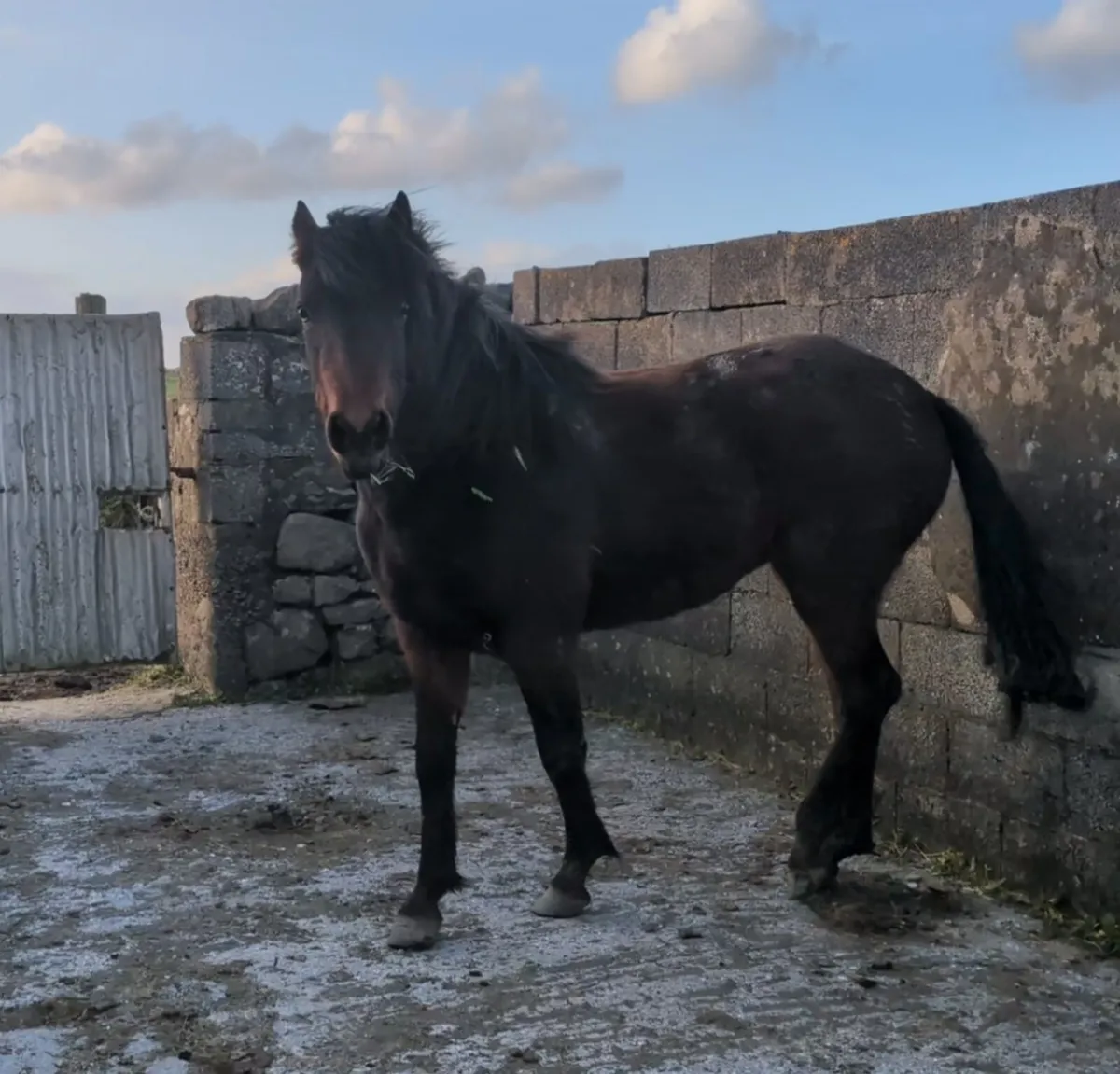 138cm 3yr Bay Connemara Filly - Image 1