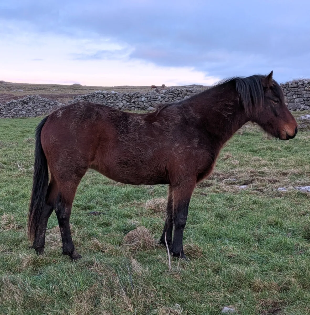 138cm 3yr Bay Connemara Filly - Image 3