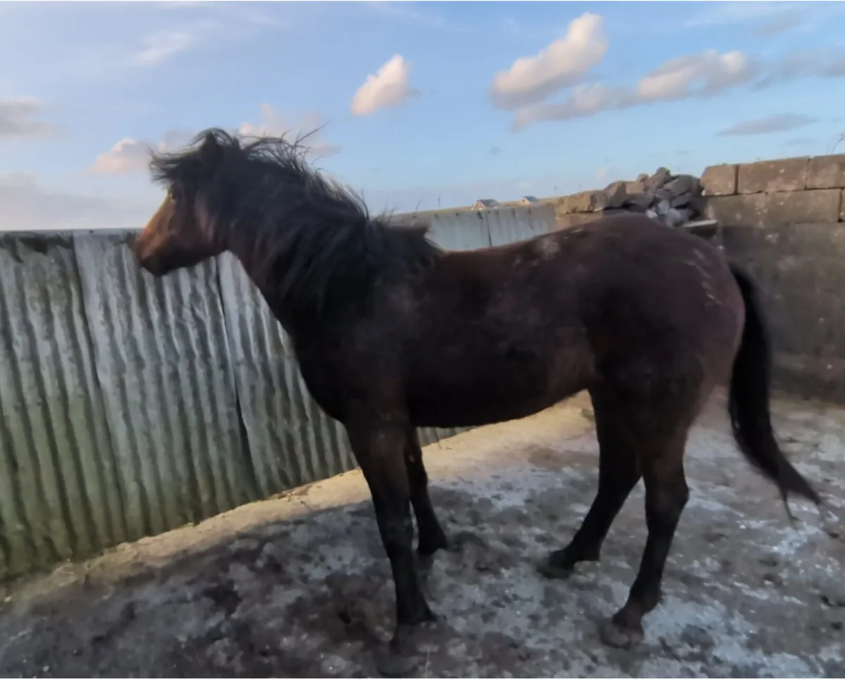 138cm 3yr Bay Connemara Filly - Image 4