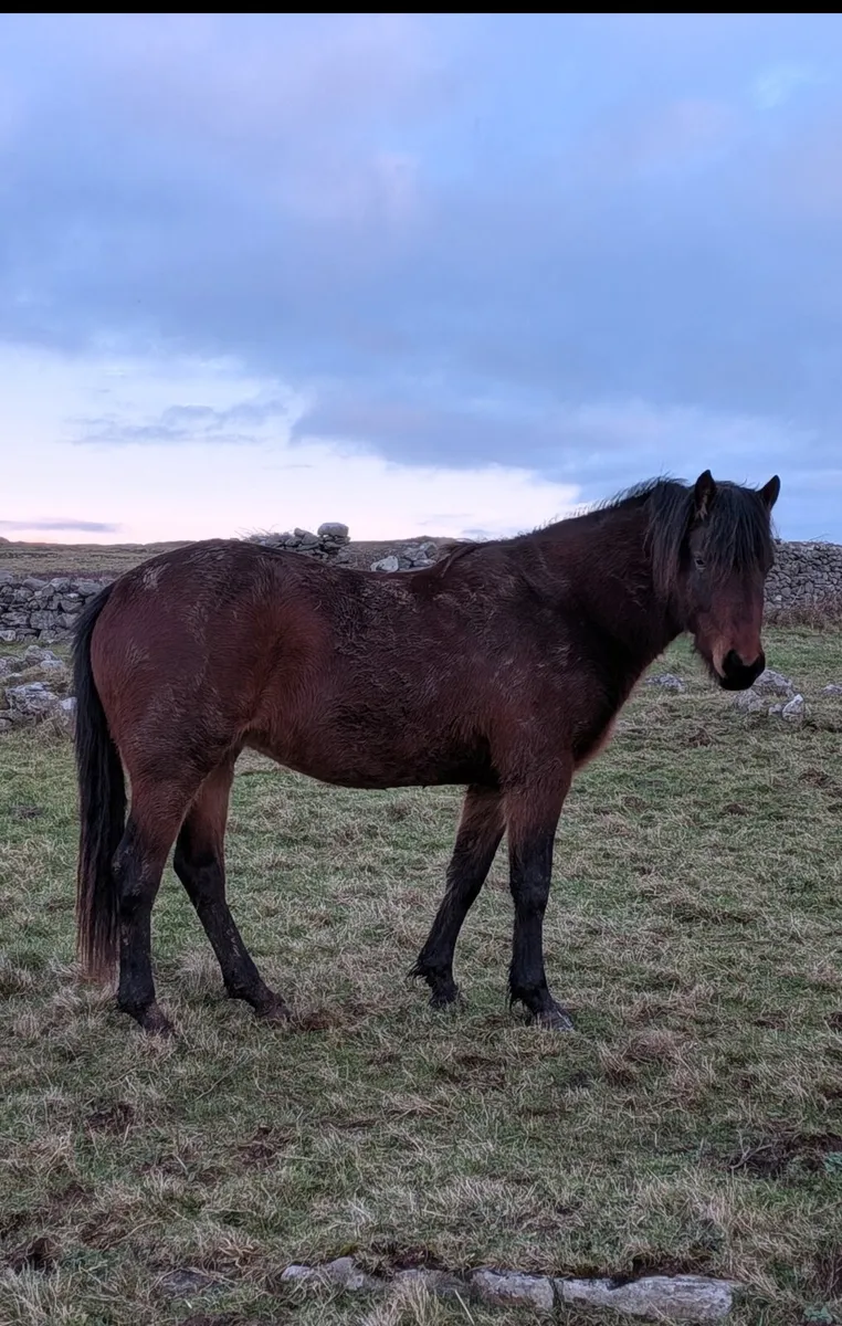 138cm 3yr Bay Connemara Filly - Image 2