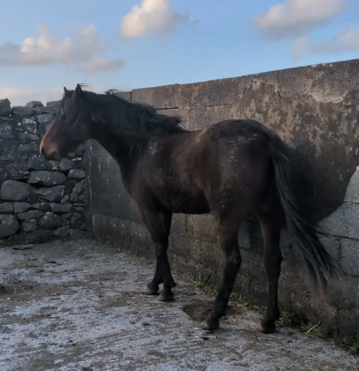 138cm Connemara Filly - Image 3