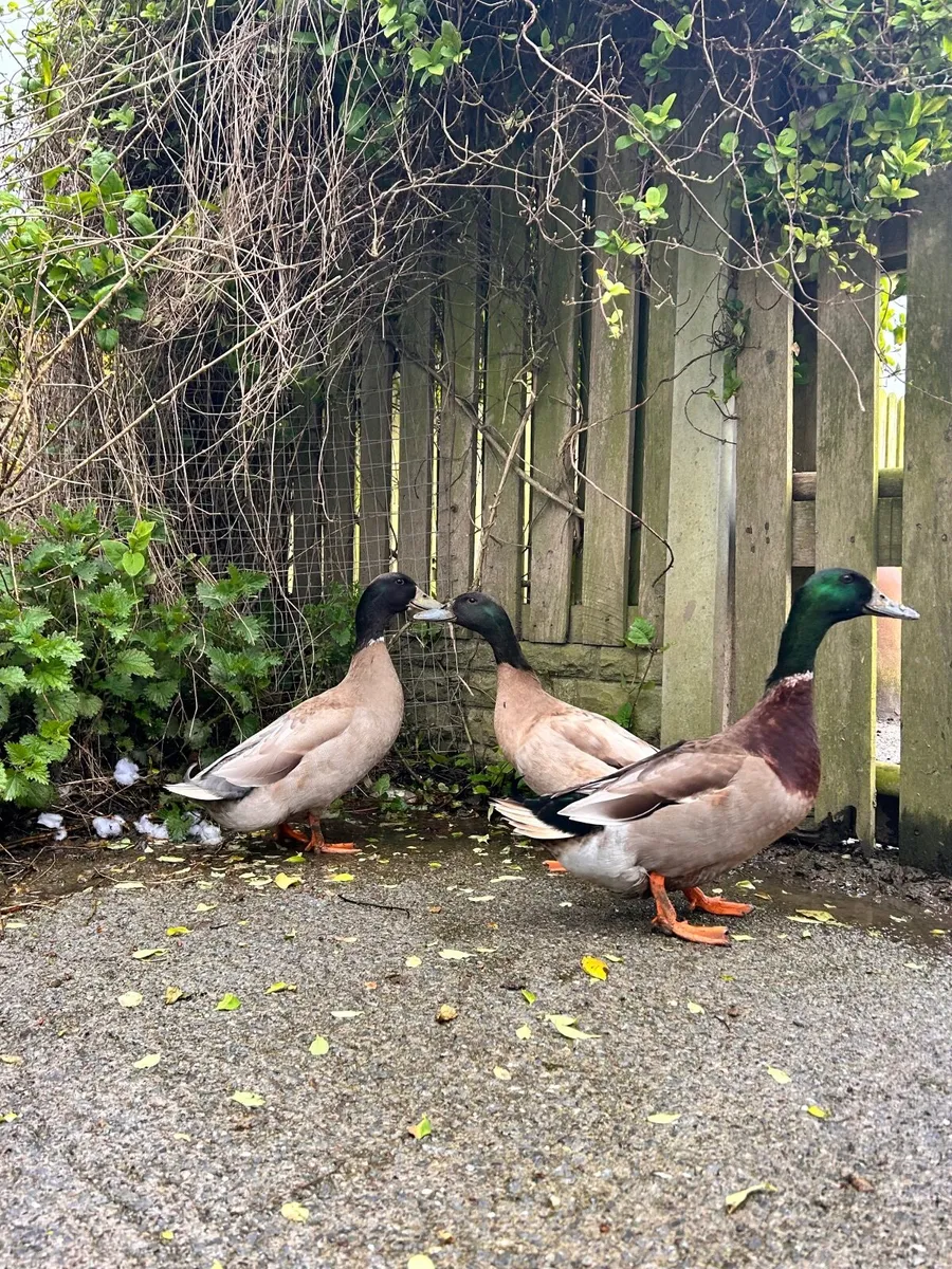 Drake (Khaki Campbell & Khaki X) - Image 2