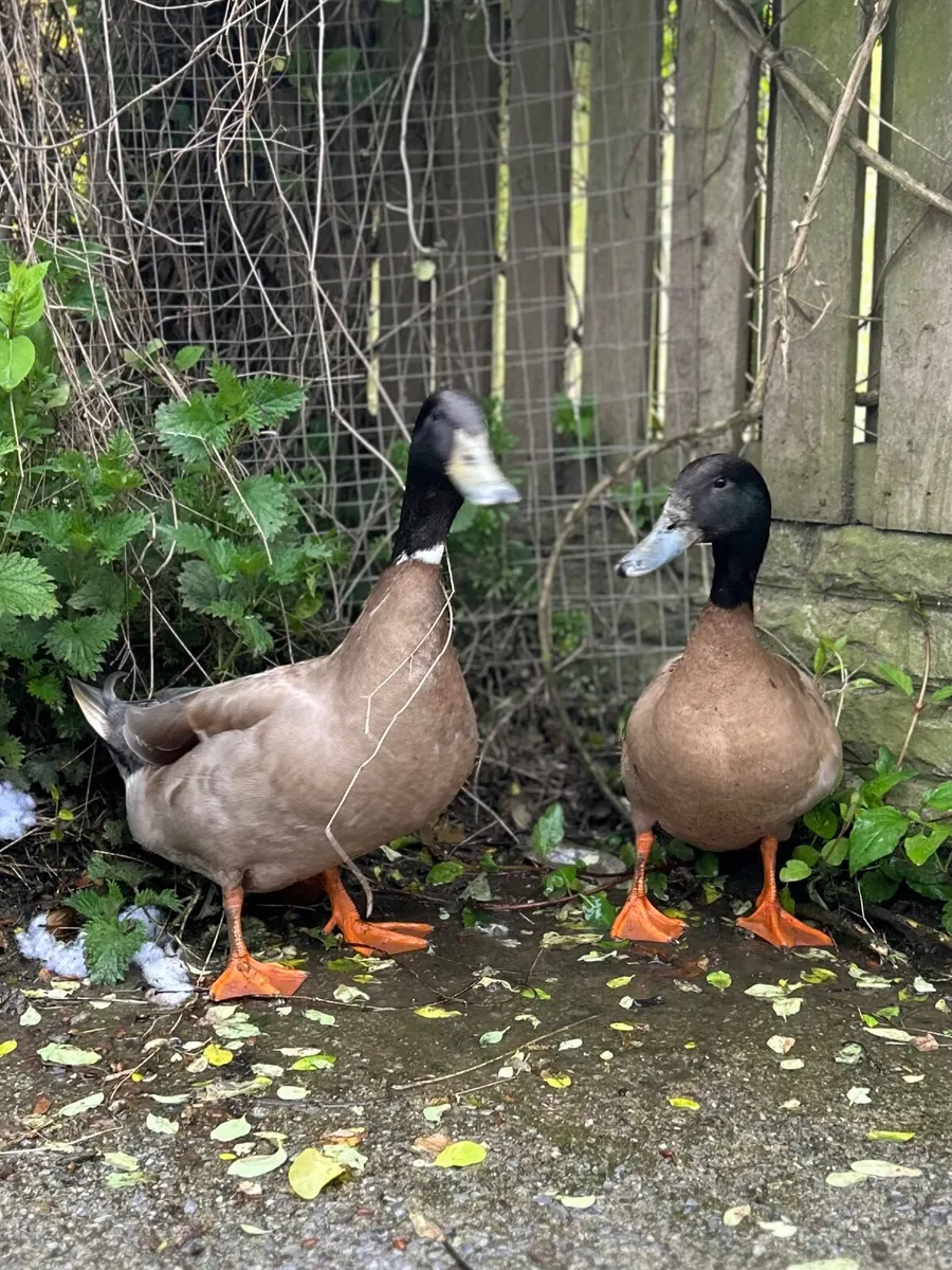 Drake (Khaki Campbell & Khaki X) - Image 3