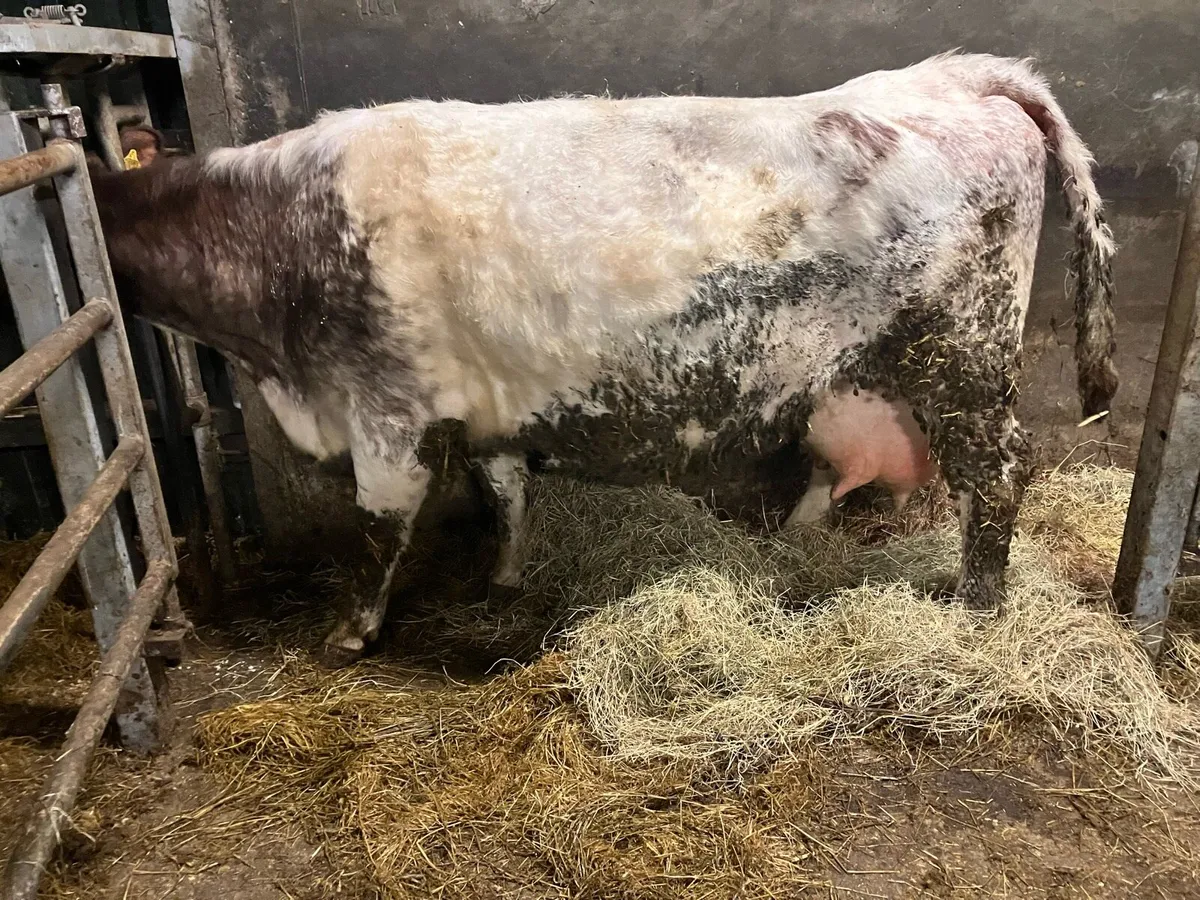 Foster cow 🐄 - Image 1