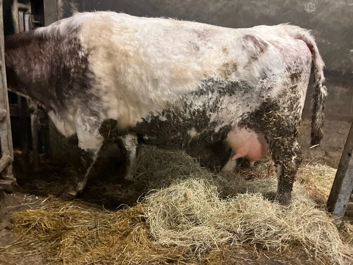 Foster cow 🐄 - Image 2