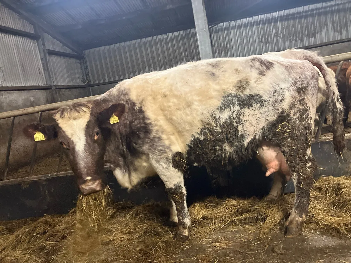 Foster cow 🐄 - Image 3