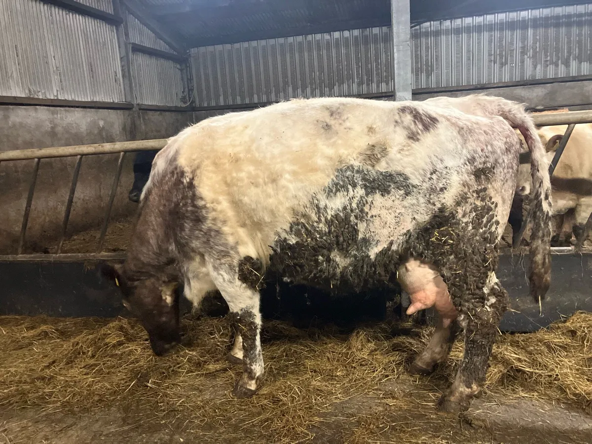 Foster cow 🐄 - Image 4