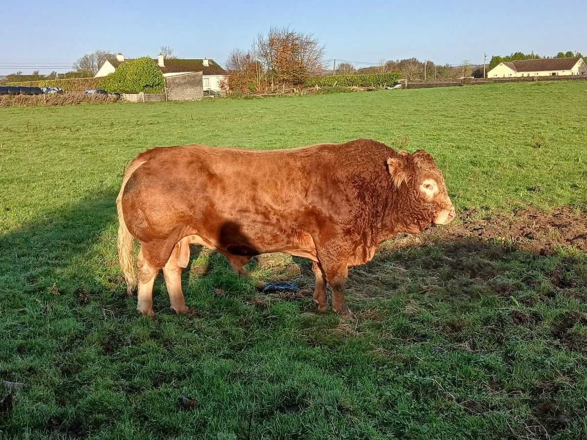Limousin bull - Image 1