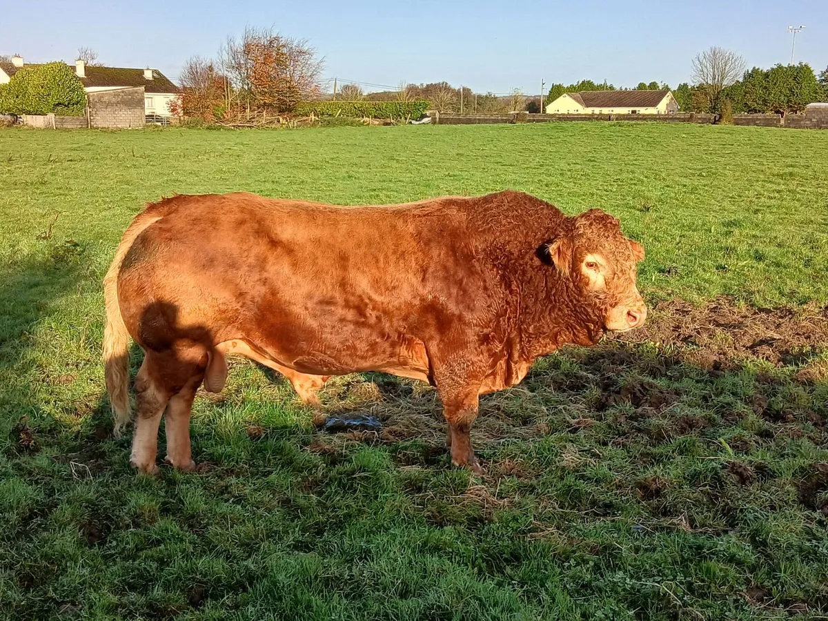 Limousin bull - Image 2
