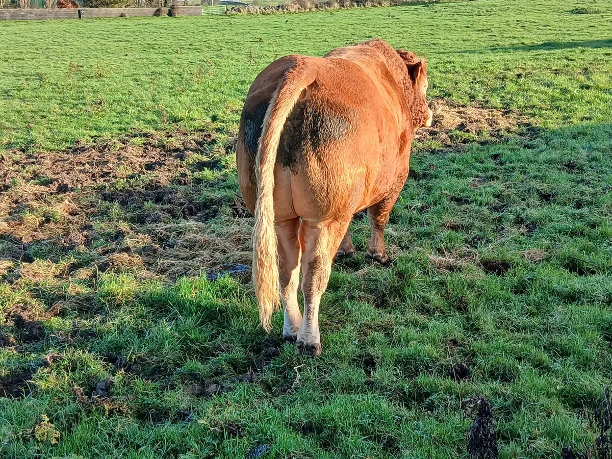 Limousin bull - Image 3