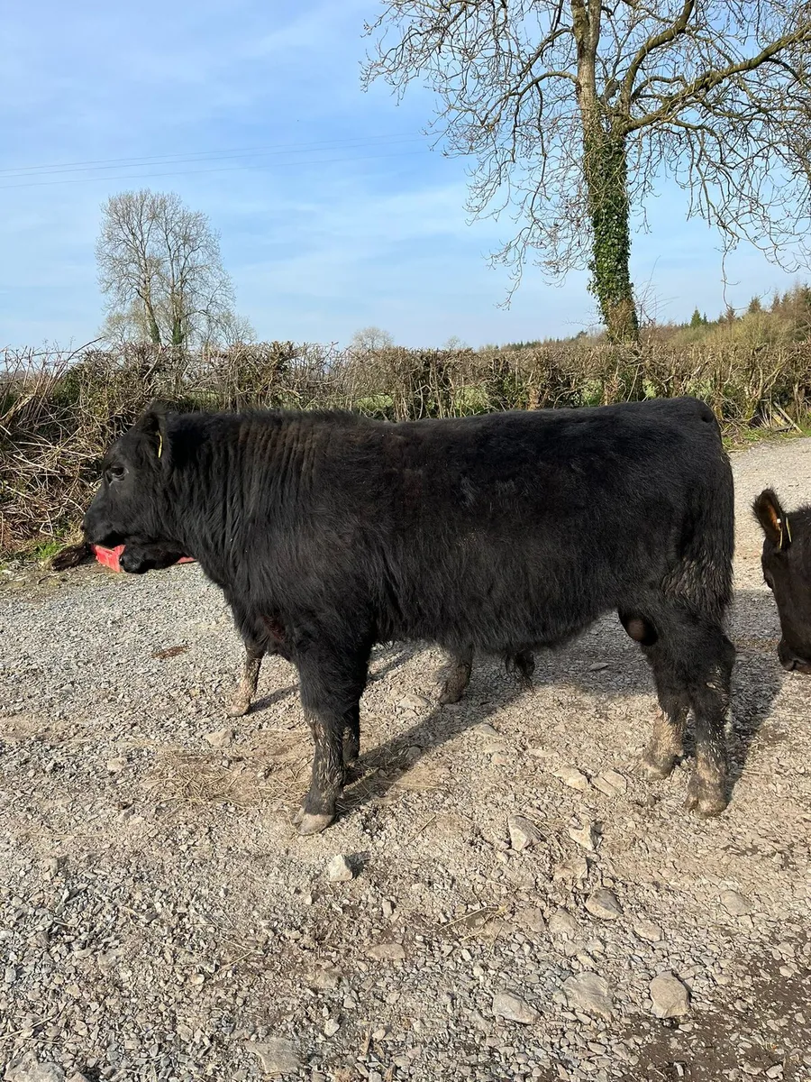 Pedigree angus bull - Image 2