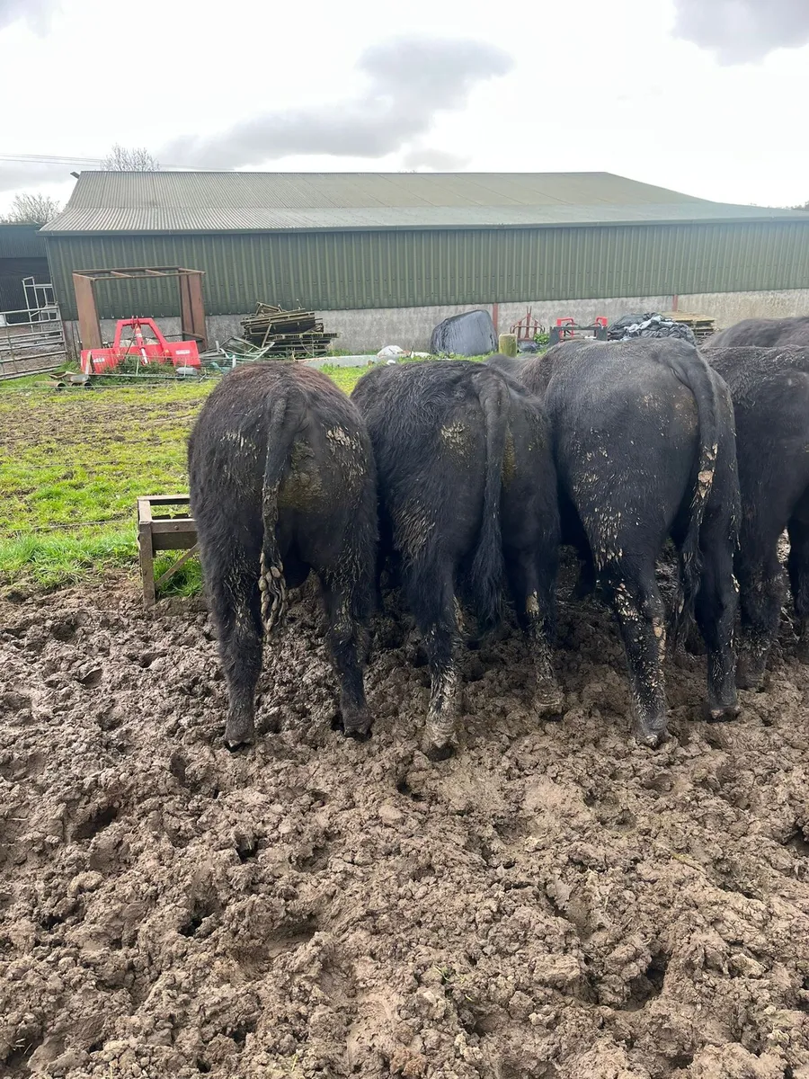 Pedigree angus bull - Image 3