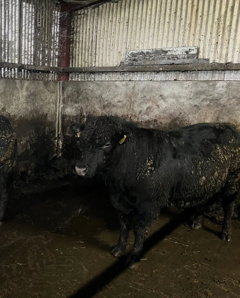 Pedigree angus bull - Image 1