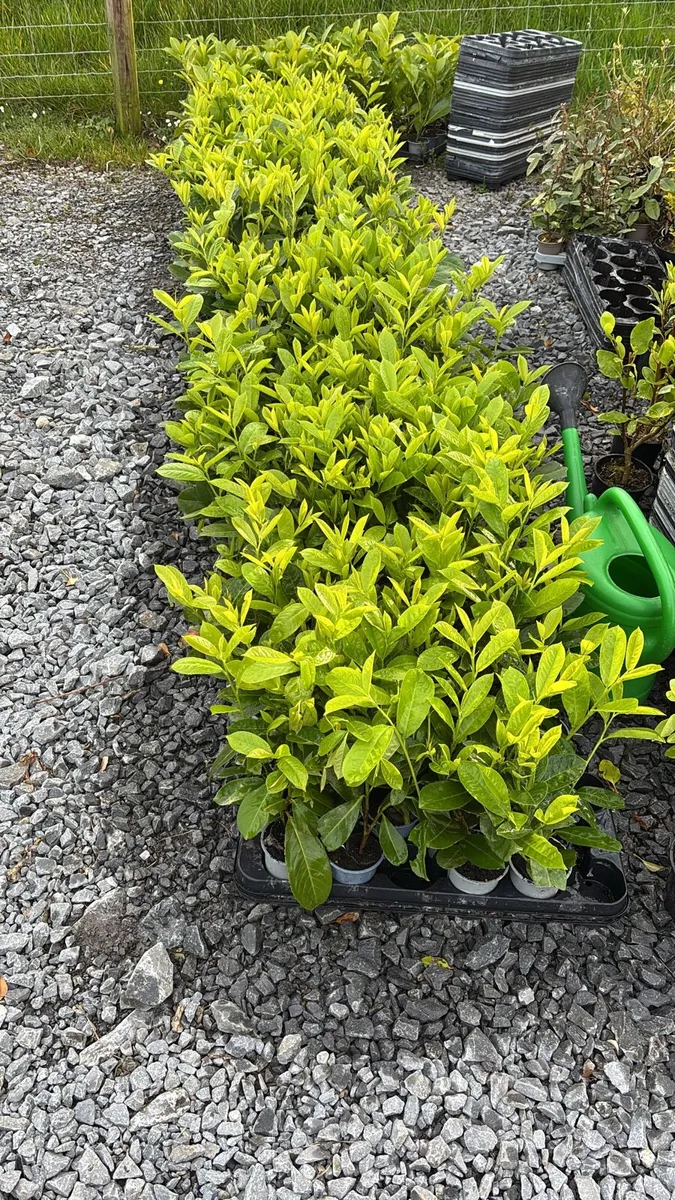 Laurel hedging - Image 1