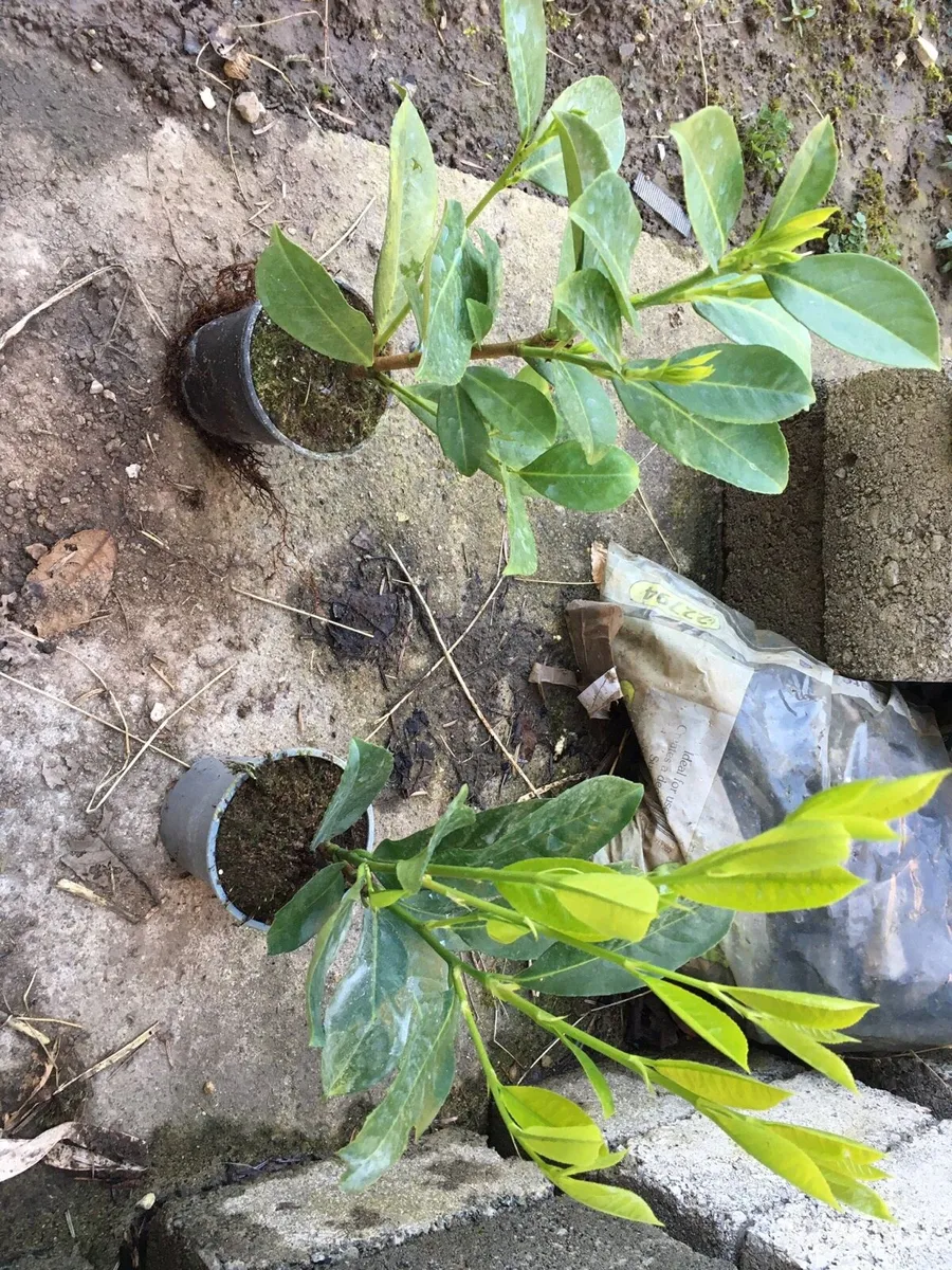 Laurel hedging - Image 2