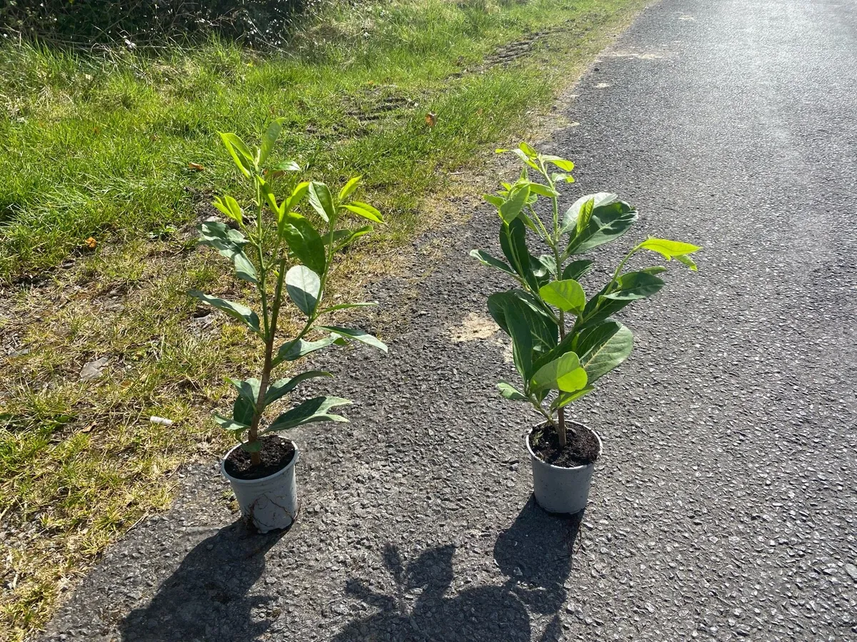 Laurel hedging - Image 3