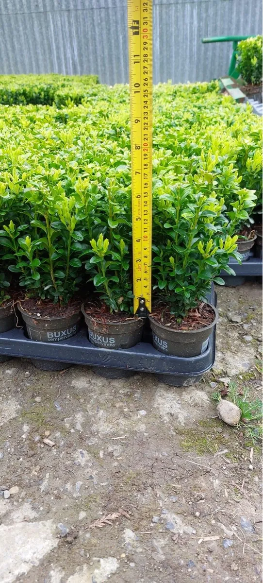 Box hedging - Image 1