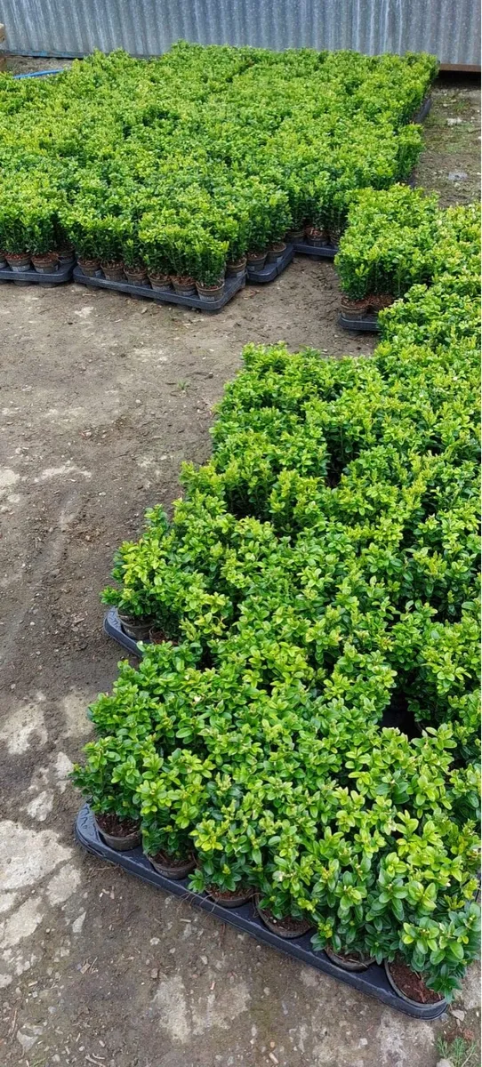 Box hedging - Image 3