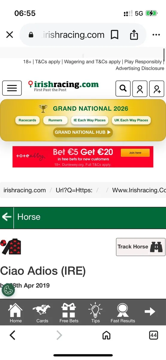 T b horses for sale - Image 1