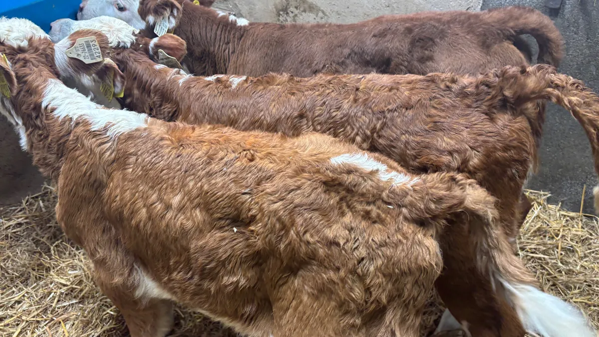 3 Red White Head Heifer Calves - Image 1