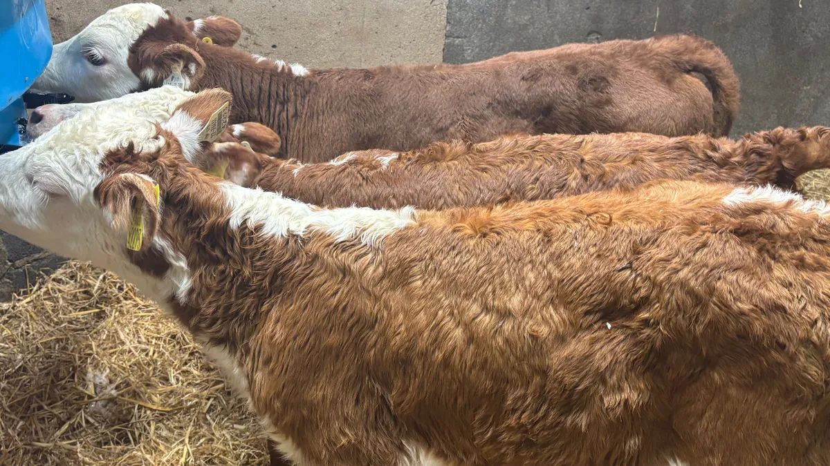 3 Red White Head Heifer Calves - Image 2