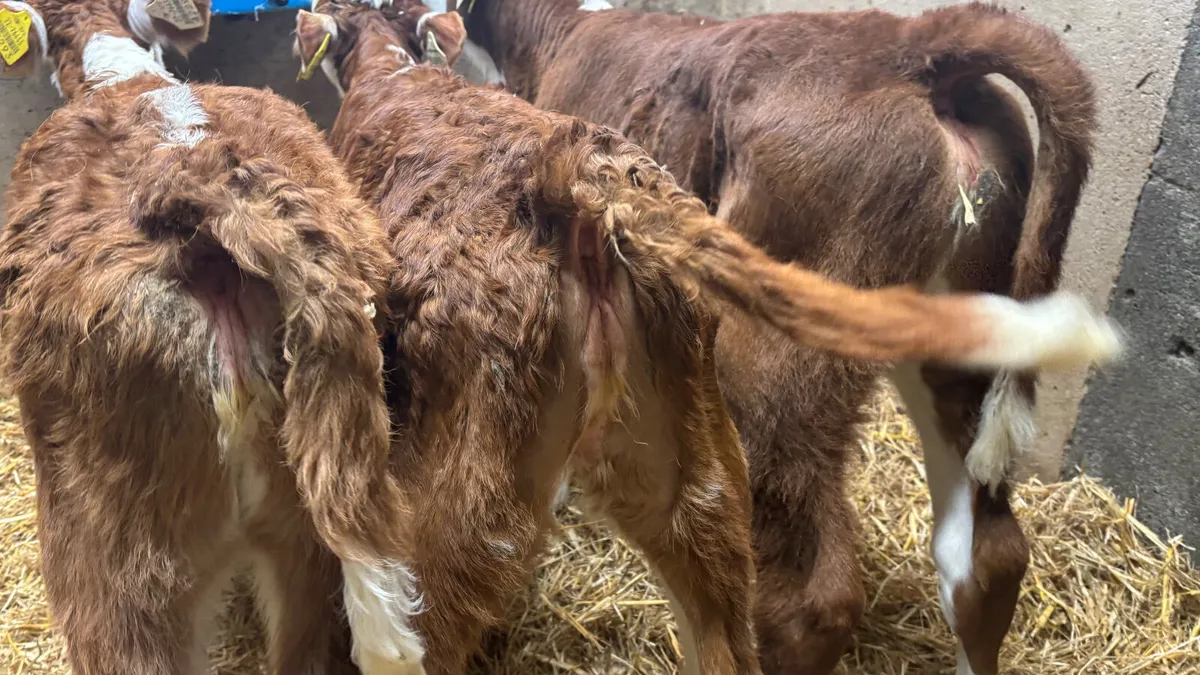 3 Red White Head Heifer Calves - Image 4