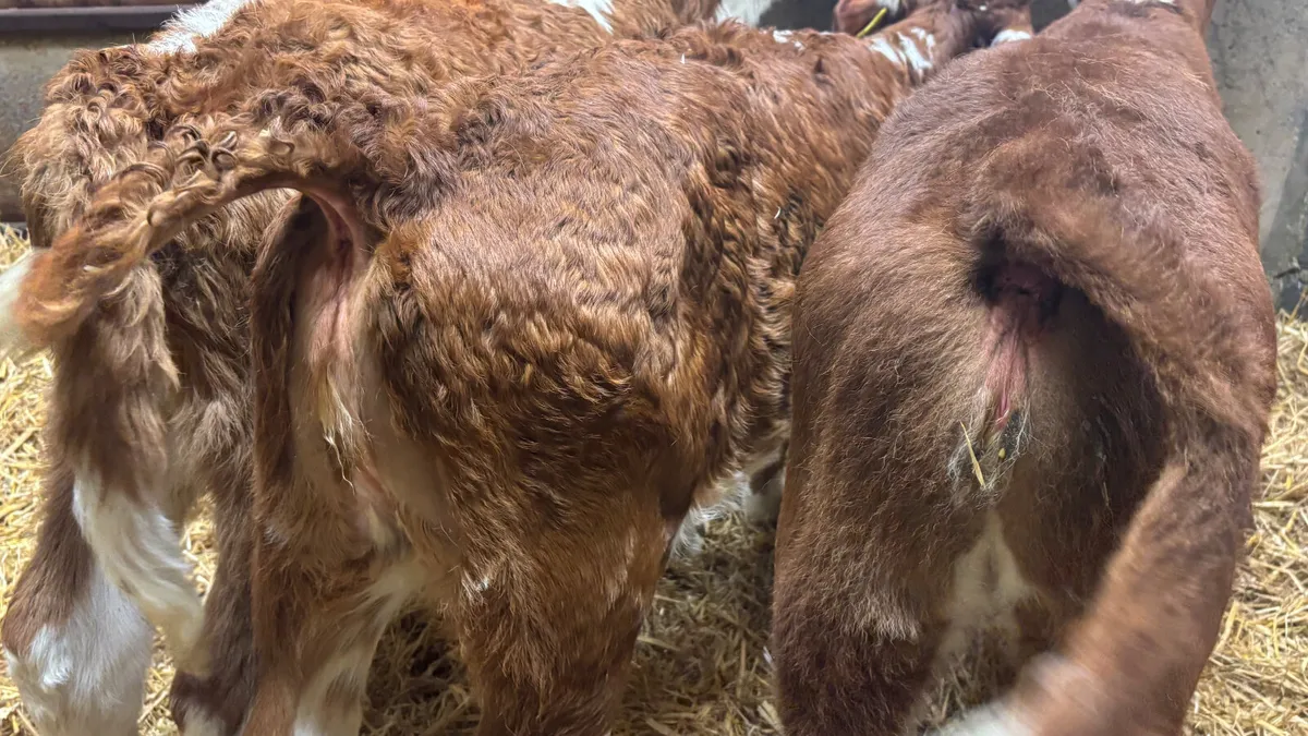 3 Red White Head Heifer Calves - Image 3