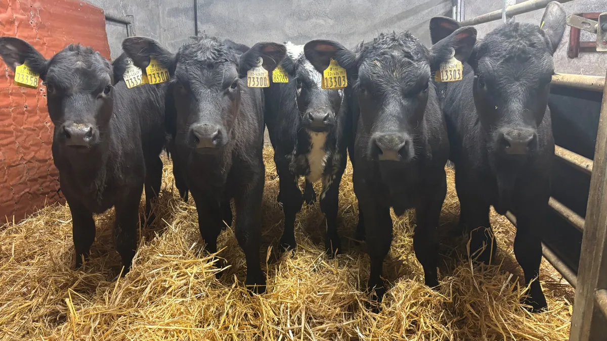 5 Super Heifer Runners - Image 1