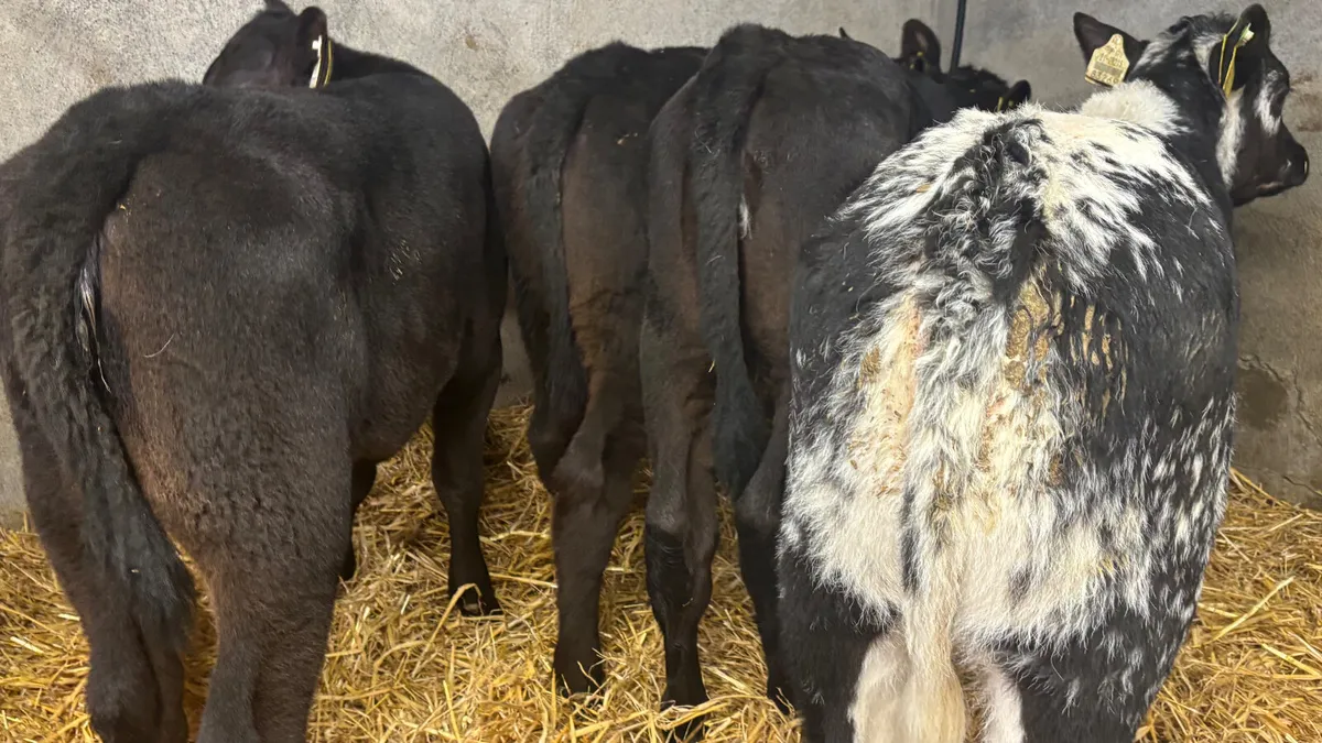 5 Super Heifer Runners - Image 2