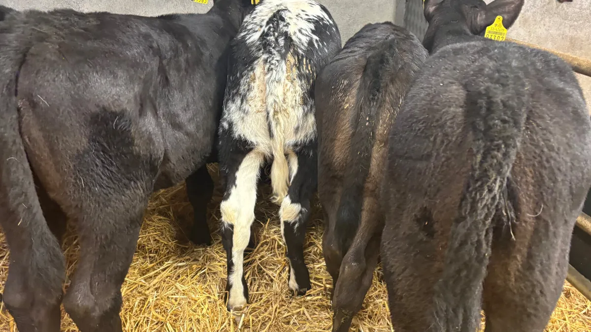 5 Super Heifer Runners - Image 3