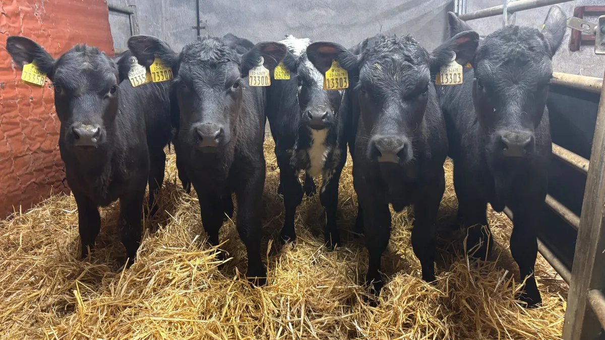 5 Super Heifer Runners - Image 4