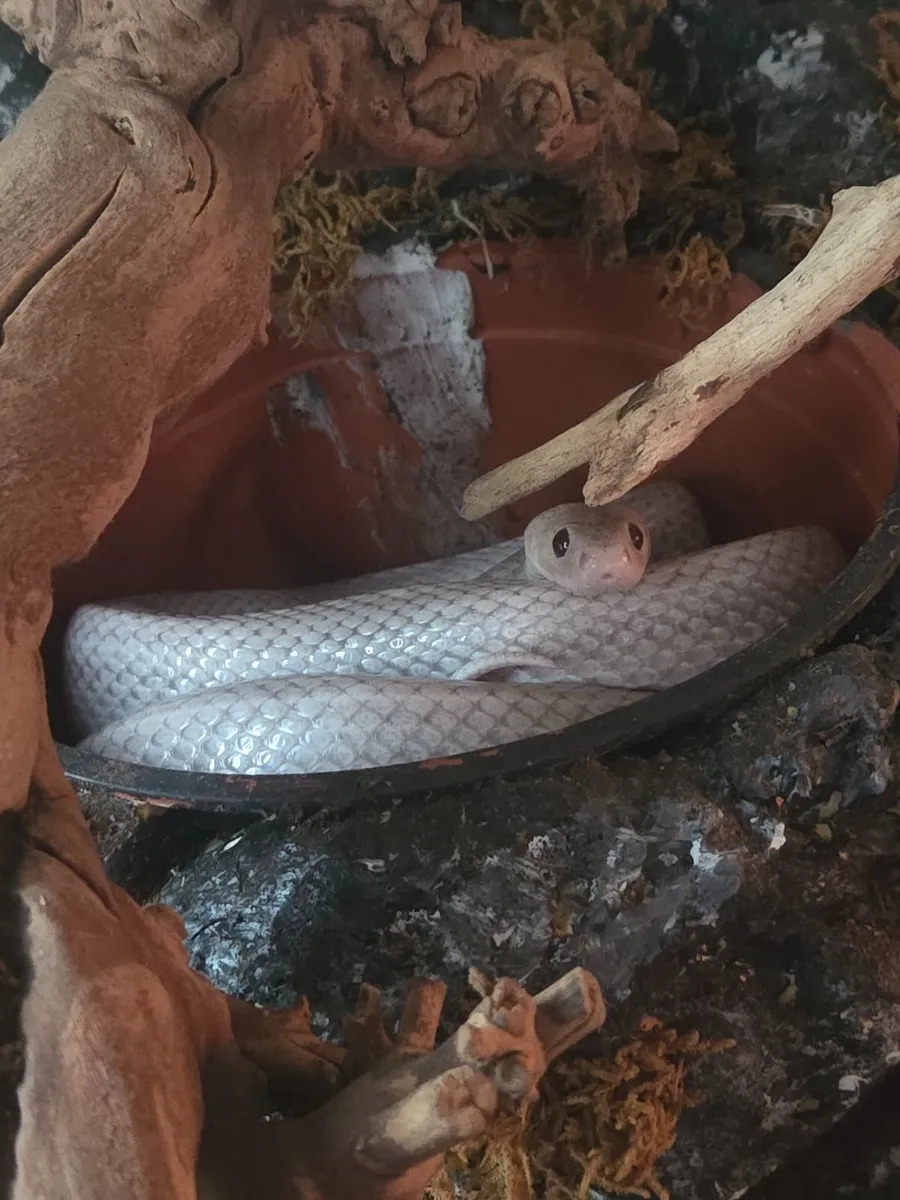 Cornsnake with Vivarium - Image 1