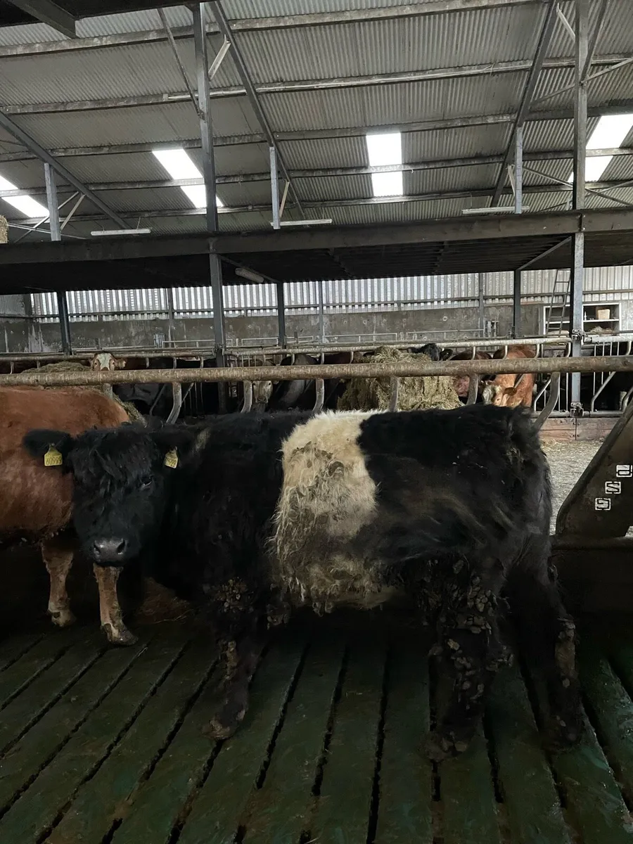 2YR OLD HEIFER - Image 1