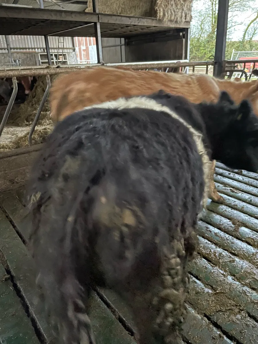 2YR OLD HEIFER - Image 2