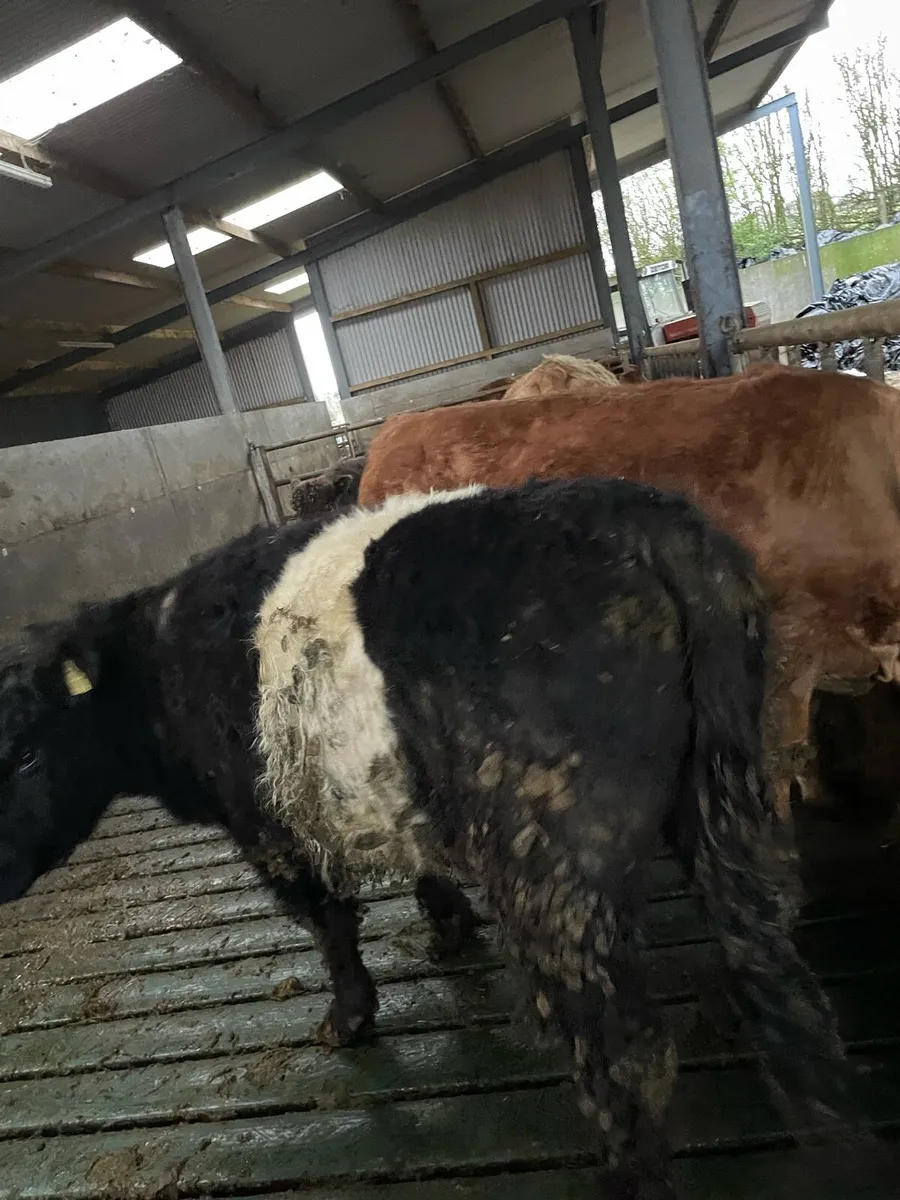 2YR OLD HEIFER - Image 3