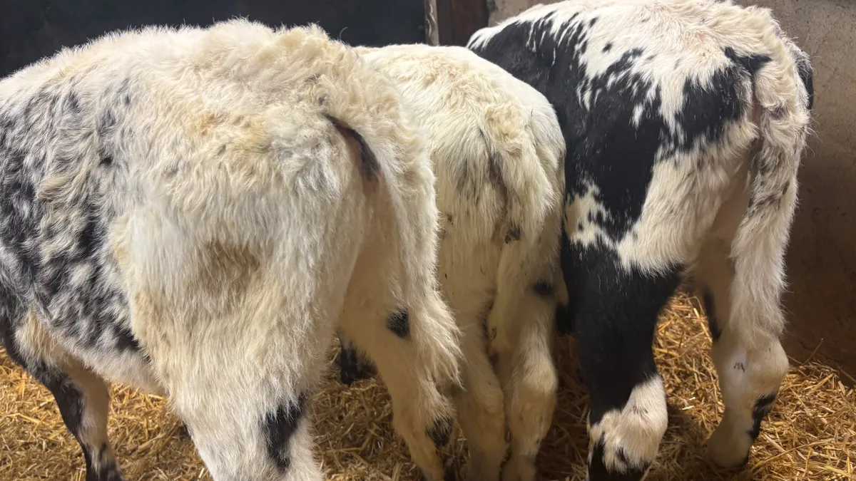 3 Speckled Park Heifer Calves - Image 4