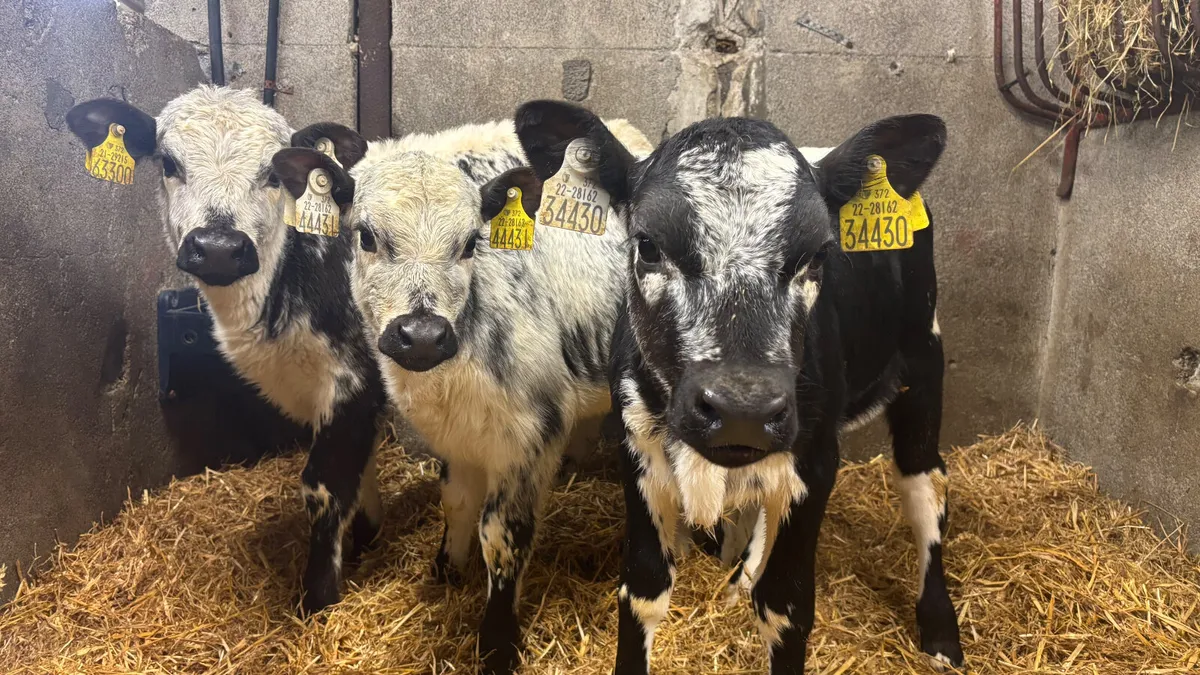 3 Speckled Park Heifer Calves - Image 1