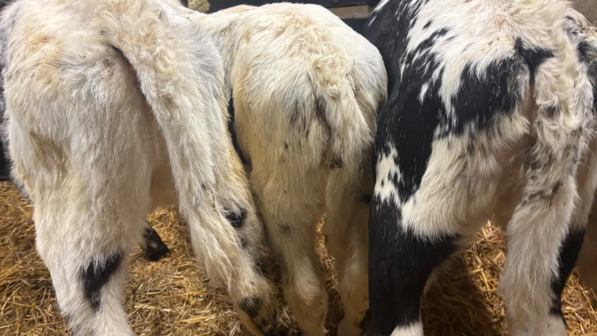 3 Speckled Park Heifer Calves - Image 2