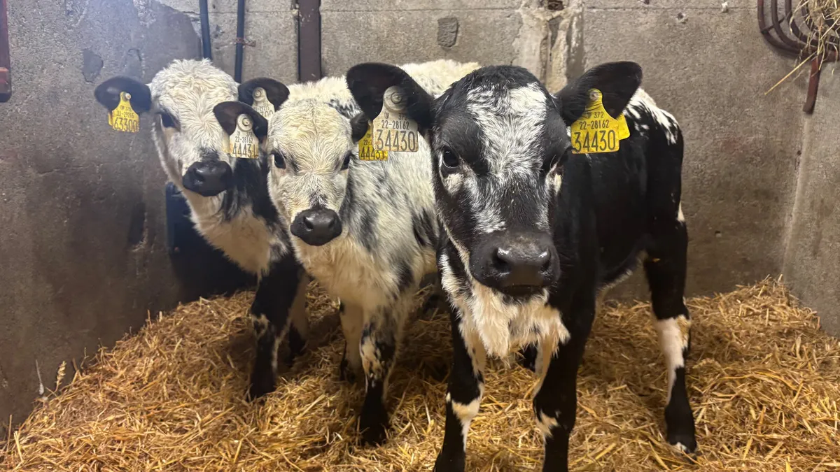 3 Speckled Park Heifer Calves - Image 3