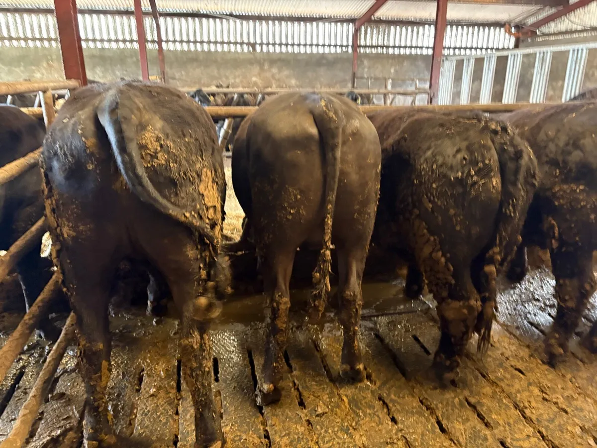 7 Angus bullocks - Image 2