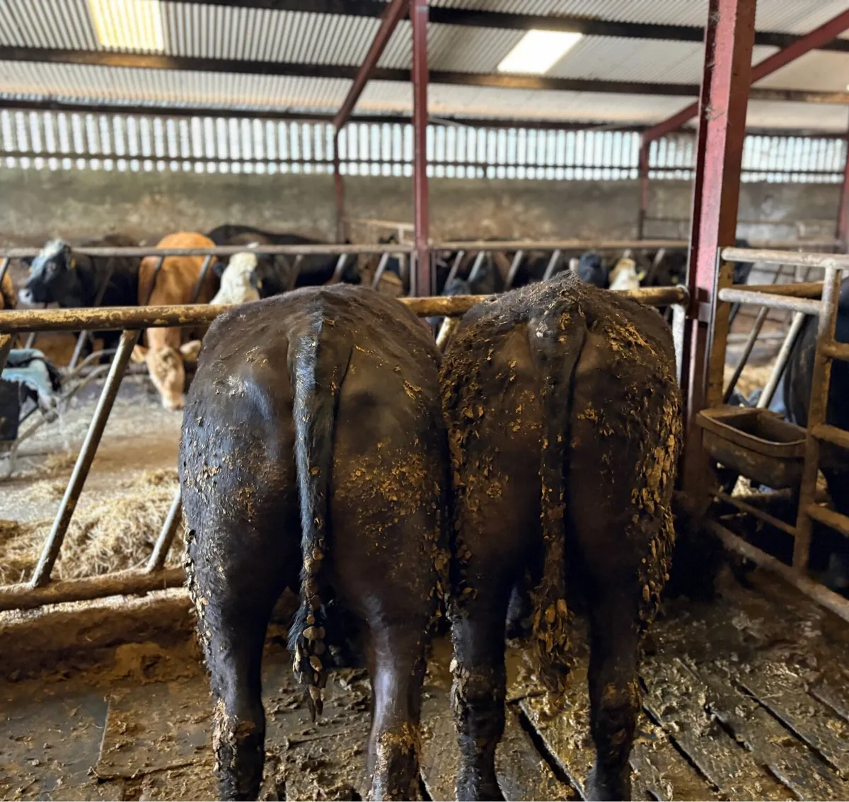 7 Angus bullocks - Image 3