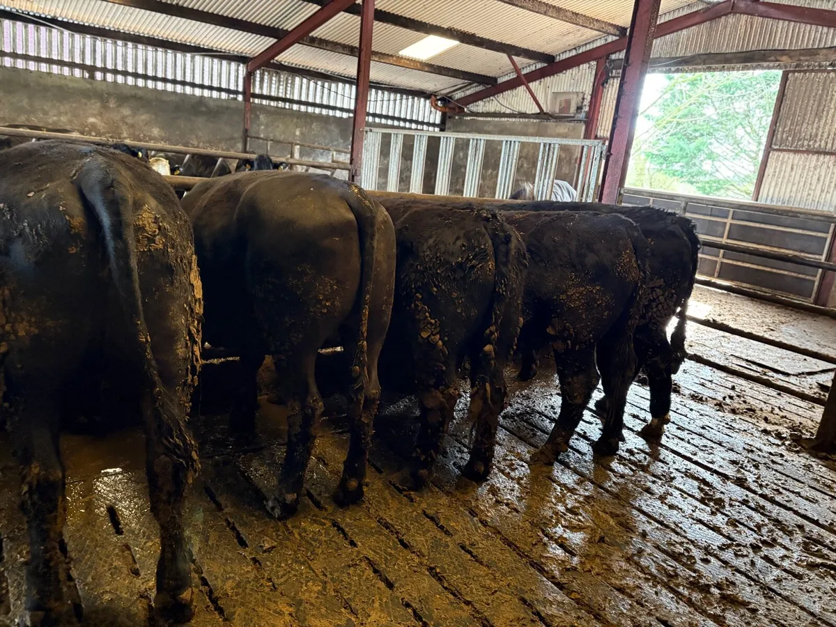 7 Angus bullocks - Image 4