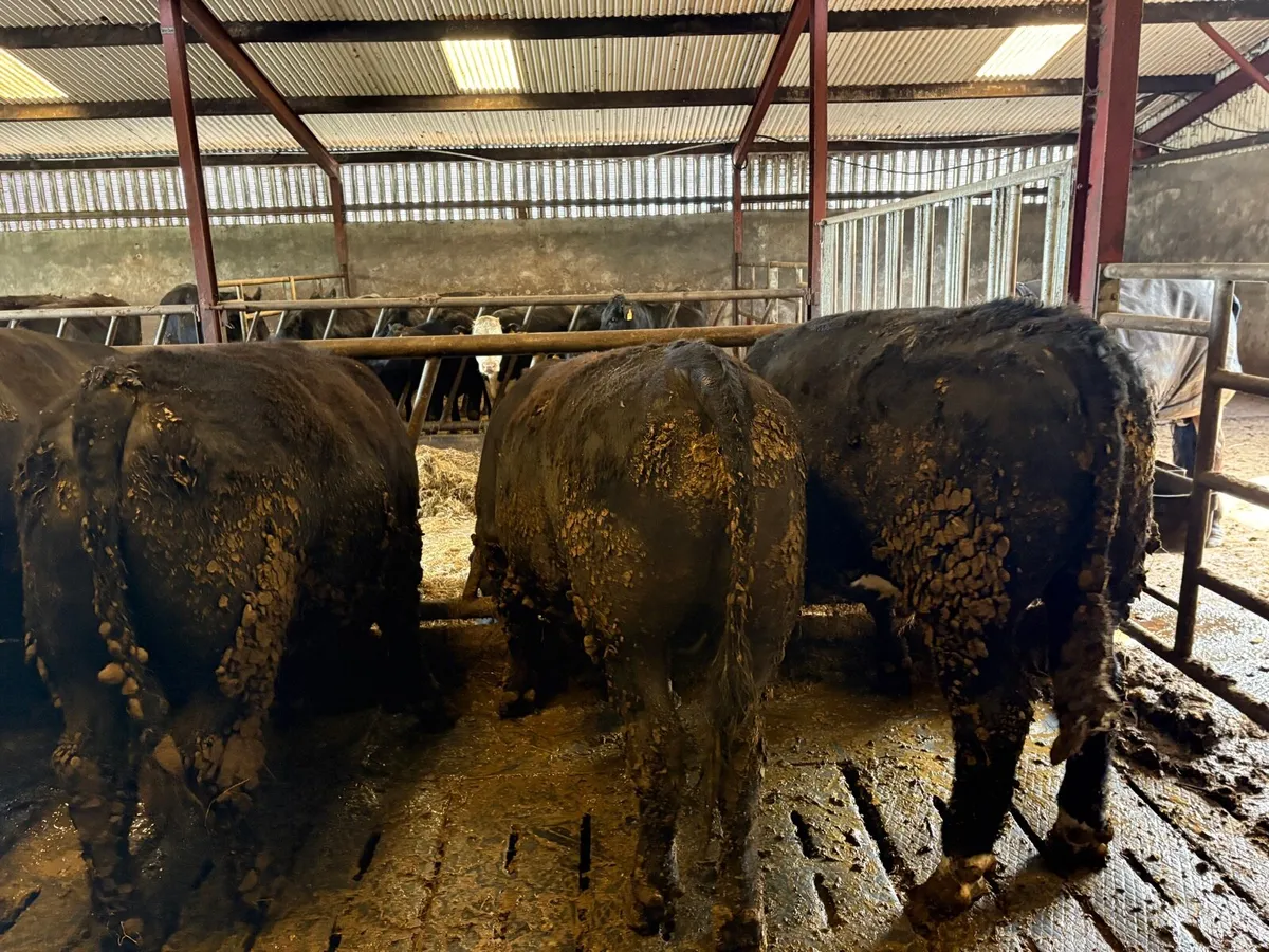 7 Angus bullocks - Image 1