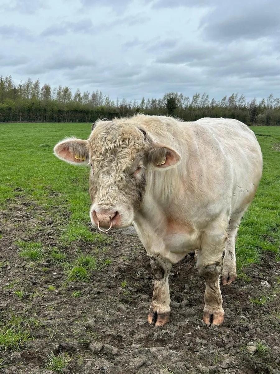 PBR Charolais Bull - Image 1