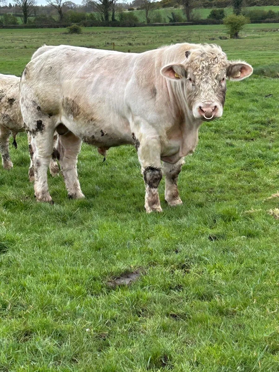 PBR Charolais Bull - Image 2
