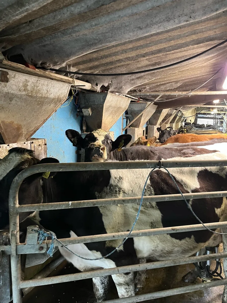 Cashman parlour feeders - Image 2