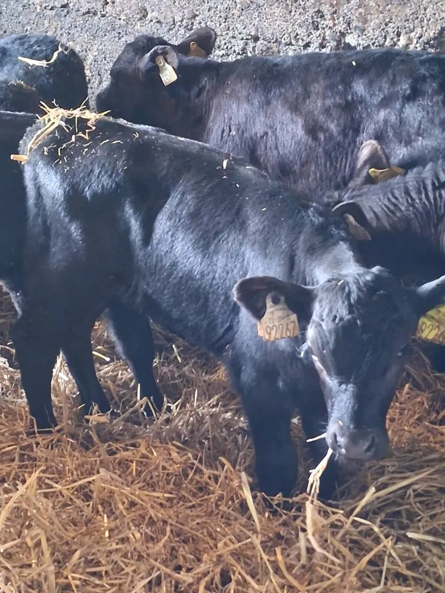 🔥TOP QUALITY ANGUS HEIFER CALVES🔥 - Image 2